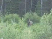 moose.webp