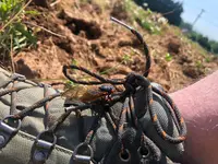 60721cicada.webp 60721cicada.webp