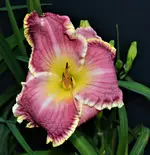 The color of laughter 2.webp