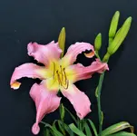 DSC_0083.webp