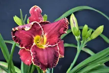 DSC_0090.webp