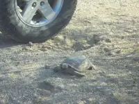 Tortoise 1.webp