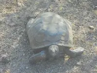 Tortoise 2.webp