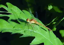DSCN6854.webp