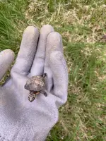ImageUploadedByTreasureNet.com1619100995.019004.webp