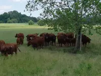 Bull.webp