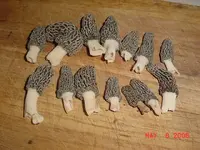 Morels2.webp