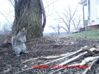 squirrel fat.webp