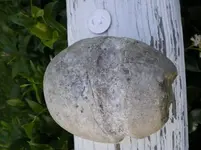 rock2.webp