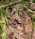 moth1.webp