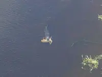 gator with deer.webp