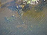 gator stashing deer.webp