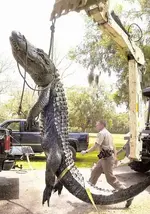 gator 23 foot.webp