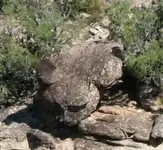 gollum.webp