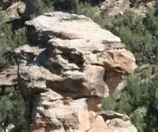 stoneturtle.webp