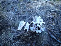 bear skull on tailing pile.webp
