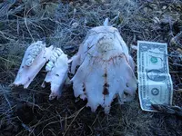 bear skull size comparison.webp