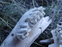 Close up of molars.webp