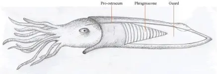 Belemnite Guard.webp