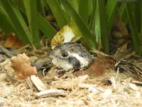 DSCN0594.webp
