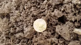 Gold Half Dollar on ground.webp