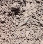 Copper-dirt.webp