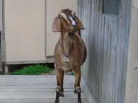 goat1.webp