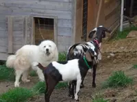 goat2.webp