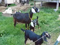 goat3.webp
