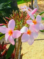 20210508_101046-EFFECTS.webp