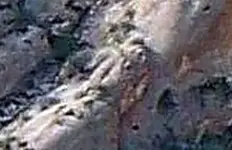 100_0751  turtle.webp