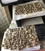 fired bullets 3.webp