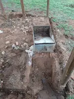 fresh dug.webp