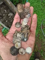 hand full of coins.webp