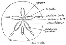 Urchin 1.webp