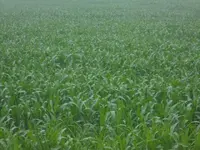 More corn.webp
