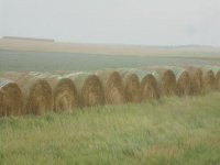 More hay.JPG