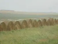 More hay.webp