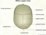 suture lines.webp