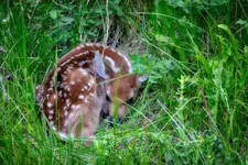 bambiPNG-1.webp