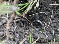 ring2.webp