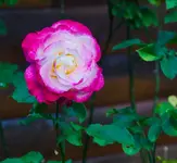 DSC_0028-2.webp