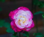DSC_0031.webp