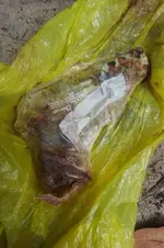 Insitu8-Extracted-ClearBag.webp