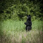 bear1.webp