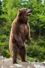bear two.webp