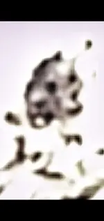Screenshot_20210525-150845_Gallery.webp