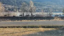 Deer.webp