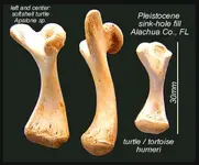 Turtle Humerus.webp