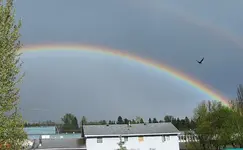 Raven Rainbow.webp